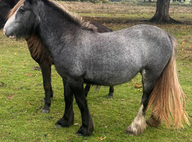 Grey gypsy cob 2 year old filly