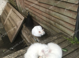 White kittens for sale