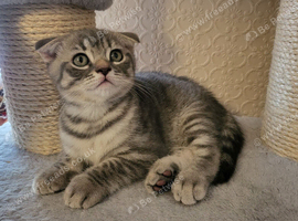 Scottish fold boy