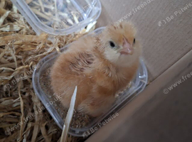Mixed-breed Chicks for SALE!!!!