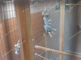 Diamond Doves X 10