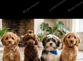 Searching for a fluffy, non-shedding small puppy for our loving family!