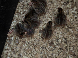 Guinea fowl keets