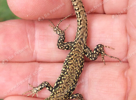 Common Wall Lizards - Podarcis muralis ssp nigriventris