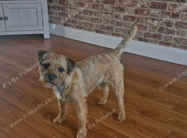 Border terrier girl 16 months old pleas read full advert before contacting