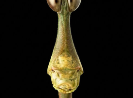 Horsehead grasshoppers