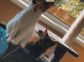 Two female kittens