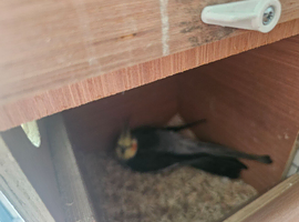 Proven pair of cockateils for sale