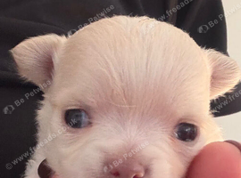 Gorgeous long haired chihuahua pups