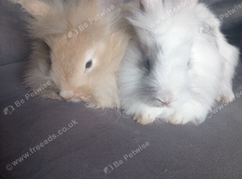 7wks lionheads ready now