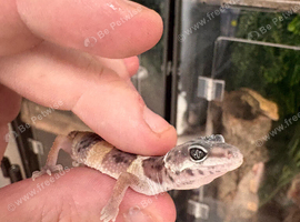 Baby leopard gecko