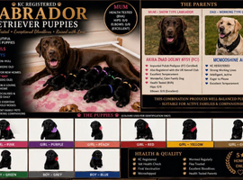 LABRADOR RETRIEVER PUPPIES &ndash; HEALTH TESTED