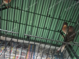 Green cock harlequin