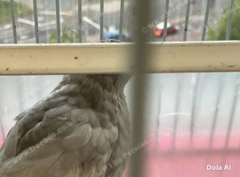 2 cute black and grey quails (1 girl and one boy)