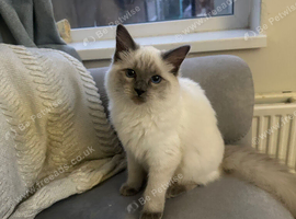 Beautiful ragdoll kitten girl