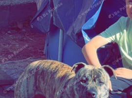 American bulldog cross presa