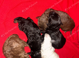 5 GORGEOUS F1B cockapoos