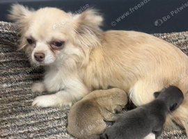 Teacup Chihuahua puppies