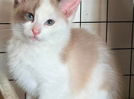 Ragdoll cross snowshoe