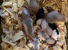 Rat baby boys and girls available 6-10 week old