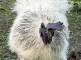 Silkie Cockerel