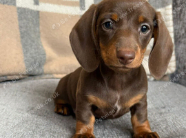 Beautiful Miniature Dachshund Puppies &ndash; Forever Homes