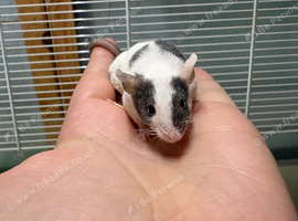 Friendly grey & white baby male with cage