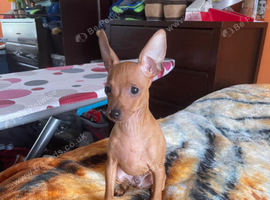 Beautiful Miniature Pinscher Boy