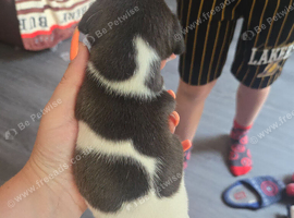 Stunning jack russells 1 left