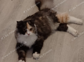 Scottish Fold X Persian female for sale