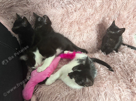 10 week old female kittens ready now
