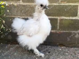 3 silkies can bid on price