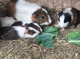 Gorgeous Babies