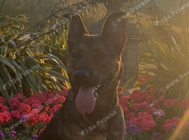 Gorgeous female am staff x had mali