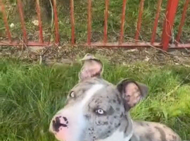 Bully Cross