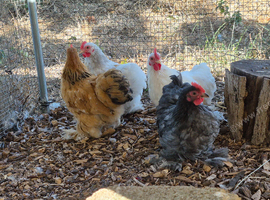 Pekin cockerels