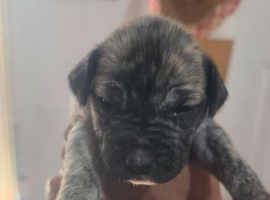 Presa canario x American p bully pups