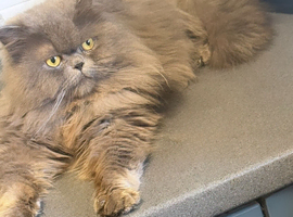 Proven Persian male cat for sale