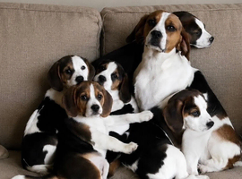 Beautiful Beagle puppies, ready for their new homes