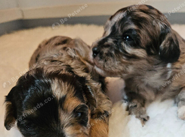 Beautiful Blue Merle Maltipoos