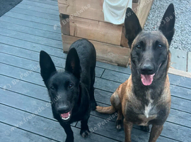 Beautiful 5 Month Old Belgian Shepherd