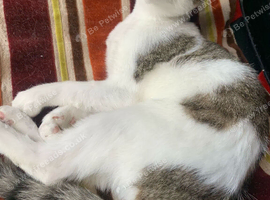 1 Kitten