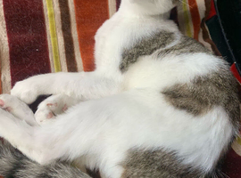 Kitten for sale