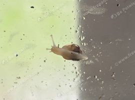 Baby Albino giant african land snails &pound;3