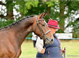 New forest x Hackney a real genuine pony