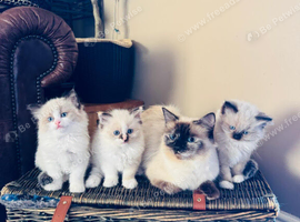 Male Ragdoll kitten