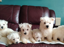 Beautiful West Highland terrier