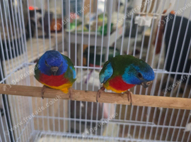 Scarlet chested parrot male