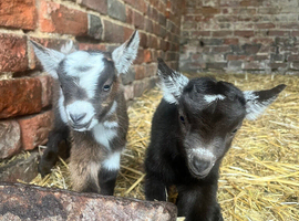 Adorable Pygmy goat twins