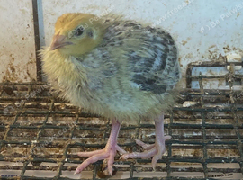 Quail chicks